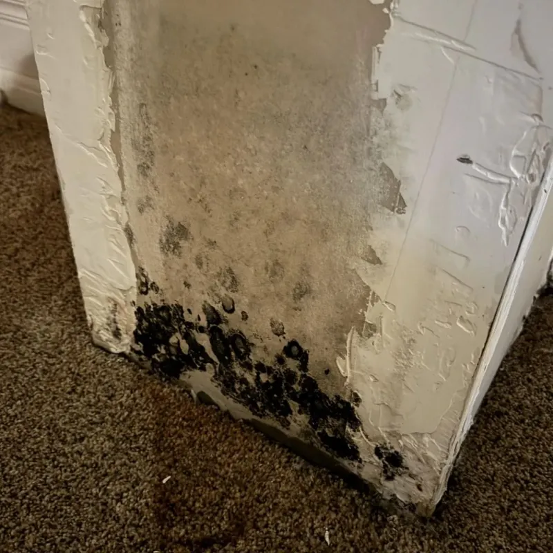Professional Mold Removal in Joplin, MO